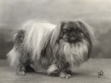 Champion Yu-Fuh of Aldernbourne Dog Owned by Miss Marjorie Ashton Cross