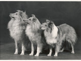 Three Dogs Standing Together