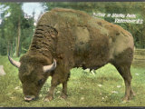 Bison Bison American Bison or Buffalo