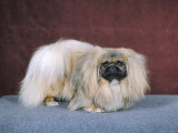 Champion Cherangani Chips Chime Pose 1 Owned by Stewart