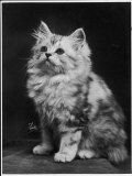 An Adorable Fluffy Kitten Looks up at Its Owner