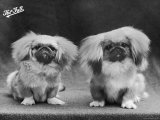 Two Puppies Owned by Ashton Cross