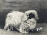 Champion Tula of Ifield Owned by Mrs Whitehead