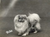 Champion Milchase Fu-Chuan Owned by Wilkinson