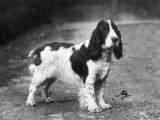 Champion Exquisite Model of Ware Breed