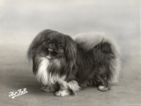 Champion Che Le of Matsons Owned by Burnette