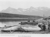 Beached Whale at Hvalfanger Station Norway