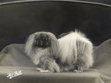 Champion Man-Zee Tu Owned by Mrs Williams