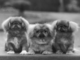 Three Pekingese Puppies One Lying the Other Two Sitting