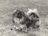 Champion Fo Yu of Alderbourne Bitch Owned by Miss Marjorie Ashton Cross