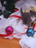 Buy Kitten Near Christmas Ornaments at AllPosters.com