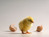 Newborn Chick with Cracked Eggshell