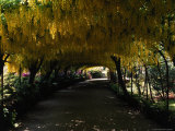 Buy Bodnant Garden, Laburnum, Wales at AllPosters.com
