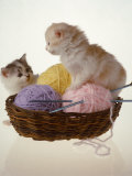 Buy Two Kittens In Basket With Balls of Yarn at AllPosters.com