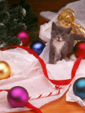 Buy Kitten with Christmas Decoration at AllPosters.com
