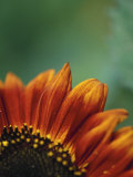 Buy Close-up of Sunflower at AllPosters.com