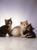 Three Kittens