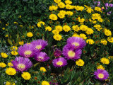 Buy S African Hottentot, Fig Flowers, Daisies at AllPosters.com