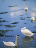 Buy Swans, County Down, Strangford, Ireland at AllPosters.com