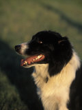 Border Collie Dog Outdoors