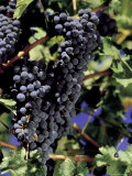 Buy Wine Grapes on Vines at AllPosters.com