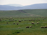 Buy Grazing Sheep Near Lancaster, PA at AllPosters.com