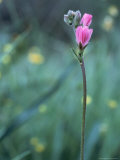Buy Wild Flower at AllPosters.com