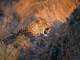 Leopard, Maun, Botswana