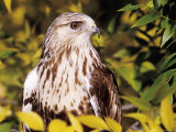 Buy Rough Legged Hawk at AllPosters.com