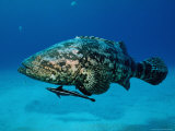 Buy Jewfish with Sharksucker Under It at AllPosters.com