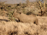 Buy Black Rhino Feeding, Lewa Downs Reserve, Kenya at AllPosters.com