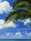 Tropical Seascape with Palm Tree