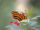 Close-up of Butterfly, St. Croix, VI