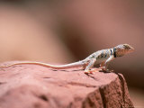 Collared Lizard, Crotaphytus Bicinctores