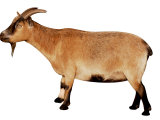 Goat