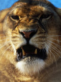 Close-up of Lioness Growling