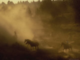 Cowboys Participating in a Wild Horse Roundup