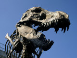 Buy Tyrannosaurus Fossil Skeleton Replica at AllPosters.com