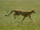 Cheetah, Africa