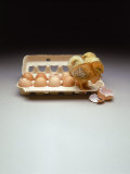 Chicks in a Carton of Eggs