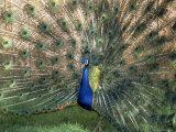 Buy Male Peacock (Paro Cristatus) at AllPosters.com