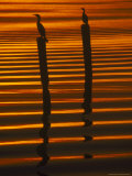 Resting Cormorants, Lake Harris at Sunset, FL