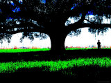 Buy Figure Standing Under a Tree, North Florida at AllPosters.com