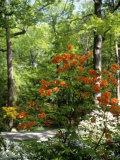 Buy Azalea Way, Botanical Gardens, Bronx, NY at AllPosters.com