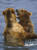 Grizzly Bears Playing, Alaska