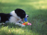 Border Collie Puppy Playing with Toy