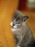 Buy Grey Persian Kitten at AllPosters.com