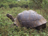 Galapagos Giant Tortoise, Ecuador