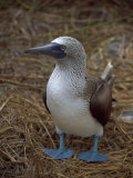 Blue Footed Booby, Ecuador