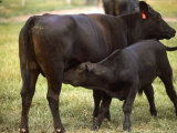 Calf Feeding from Mother, TN